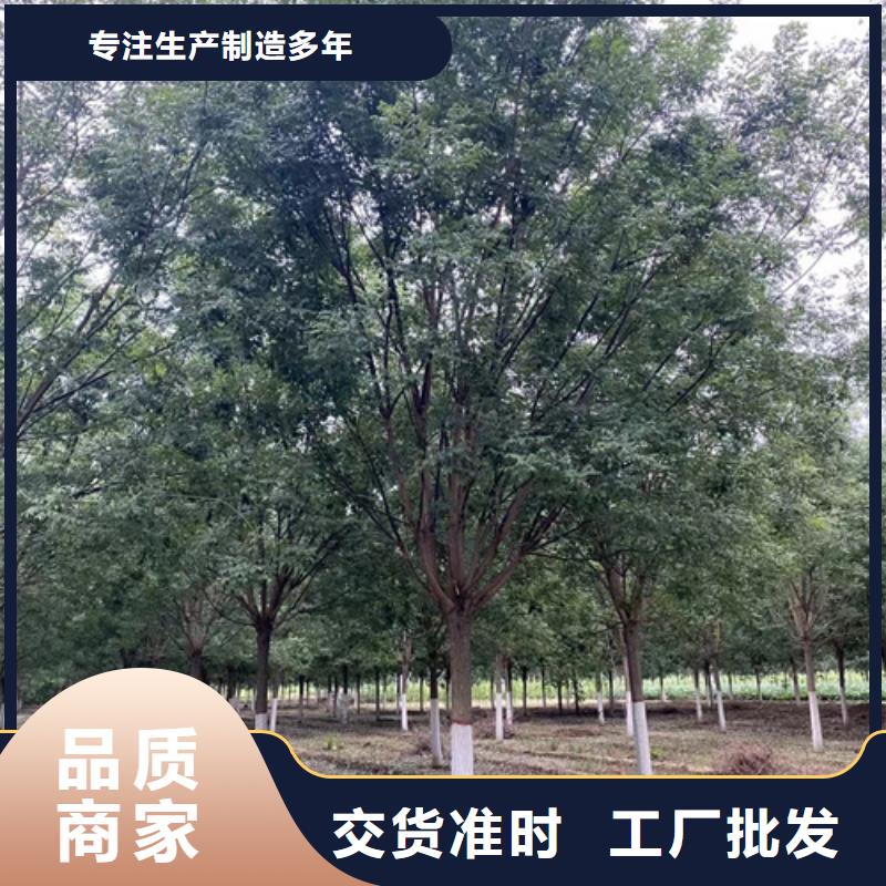 速生法桐租赁