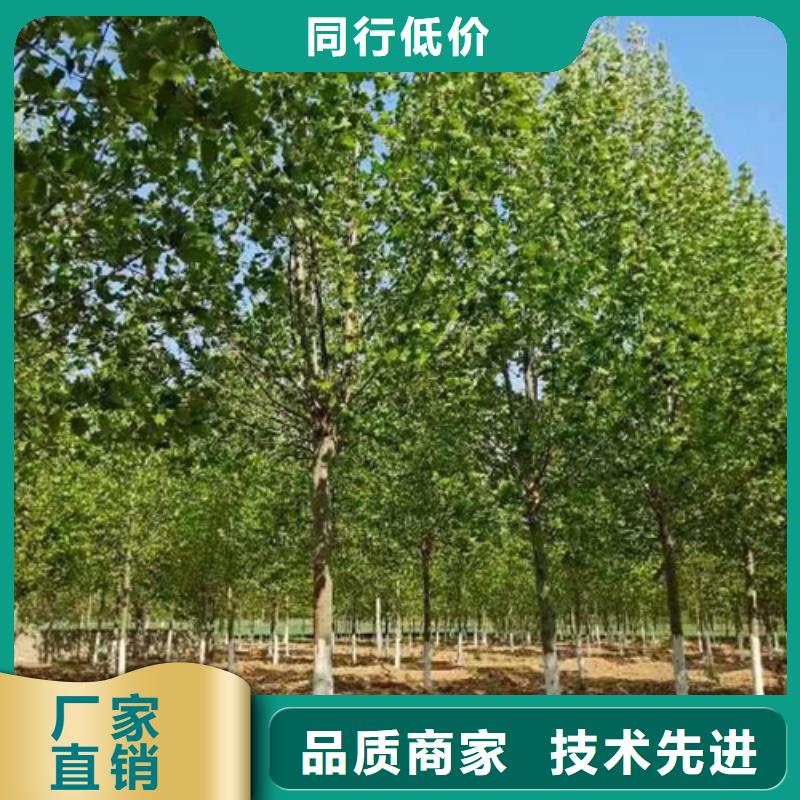 现货供应速生法桐_优质厂家