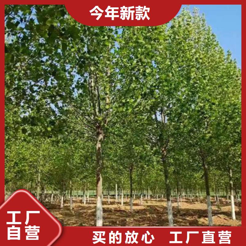 法桐-法桐供应商