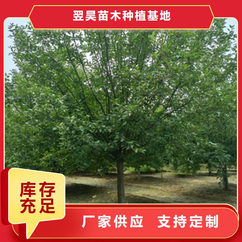 支持定制的法桐小苗批发商