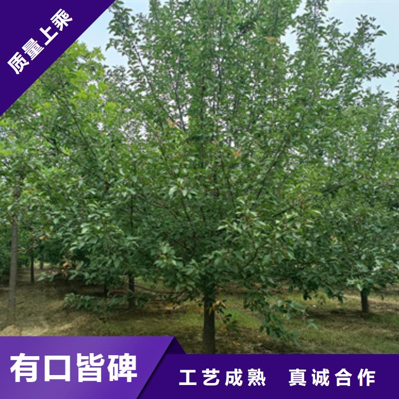 重信誉法桐供货商