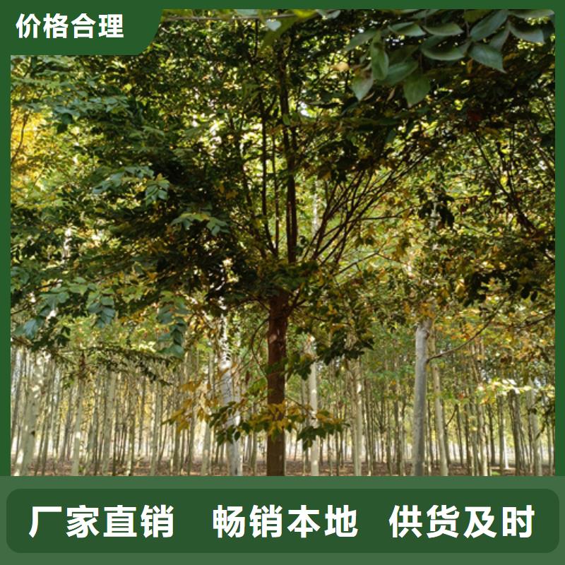 法桐黄金槐种类丰富