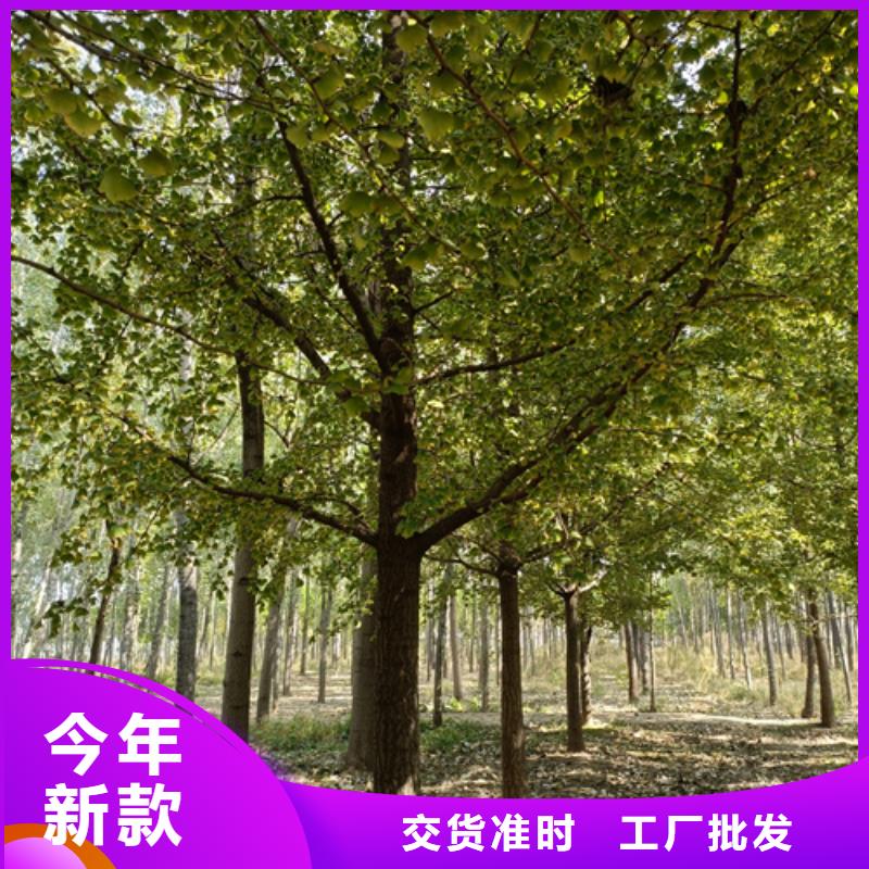 法桐秋紫白蜡客户信赖的厂家