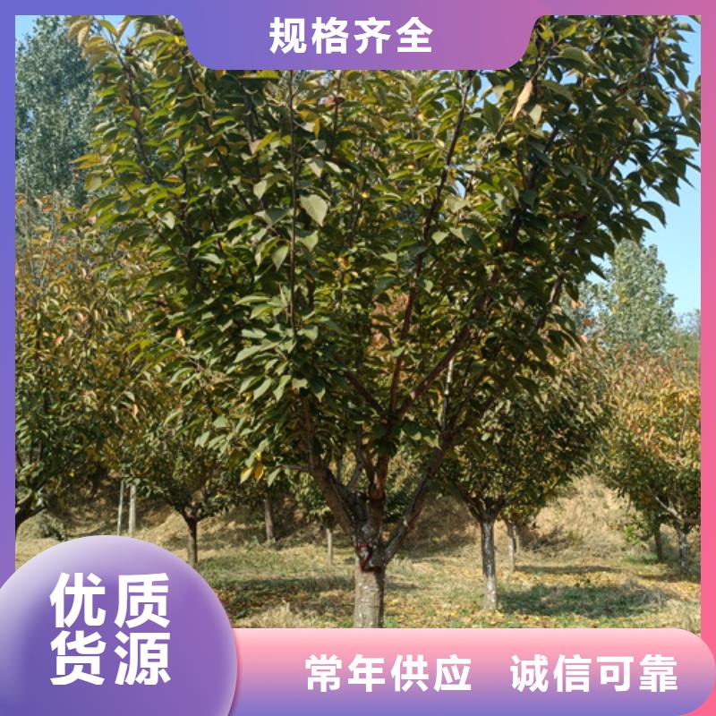 法桐_金叶白蜡销售的是诚信