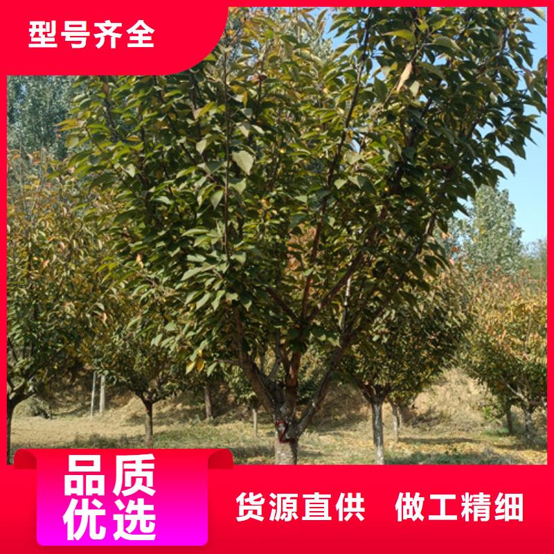 法桐小苗定做厂家