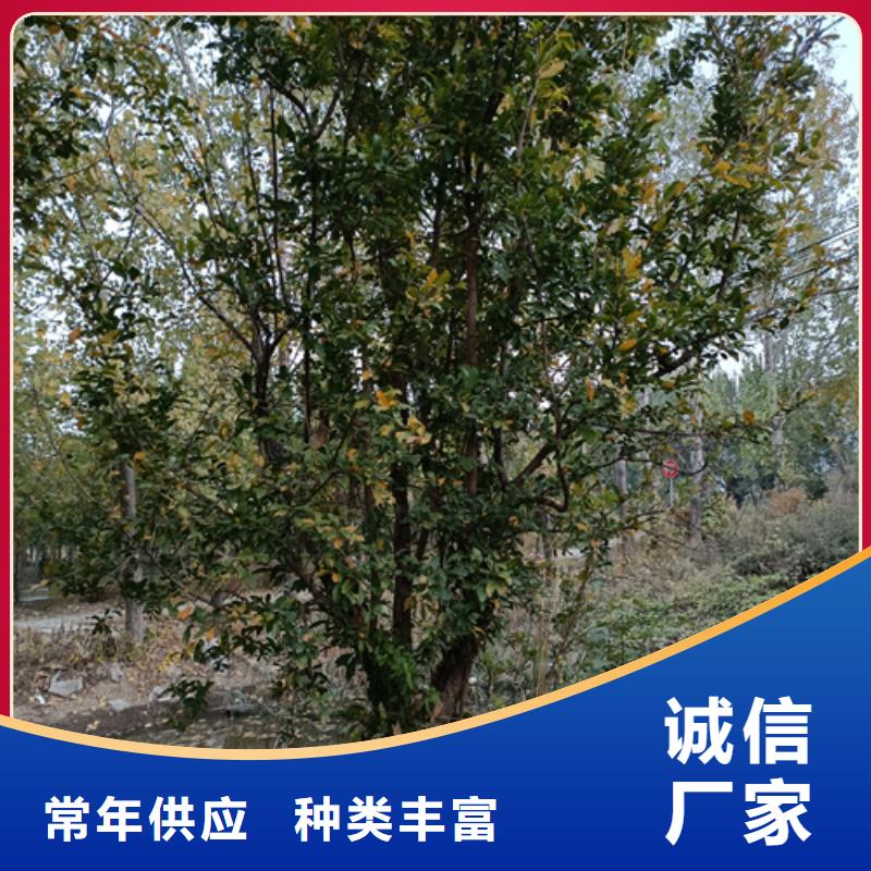 法桐小苗生产厂家-型号齐全