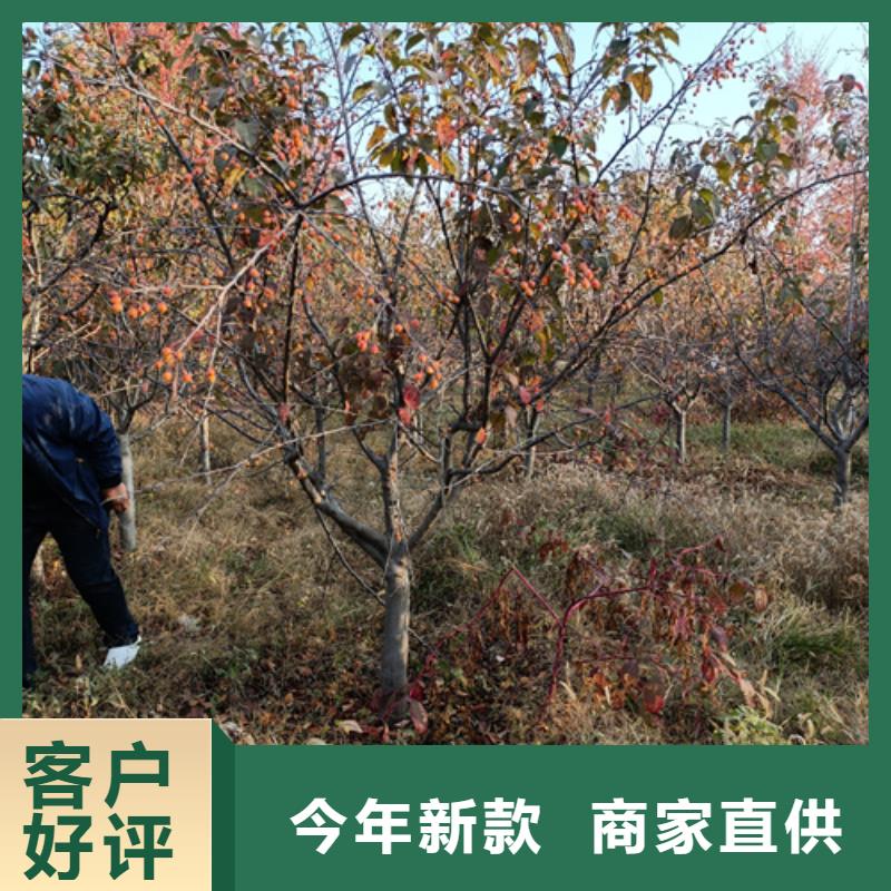 专注制造法桐厂家
