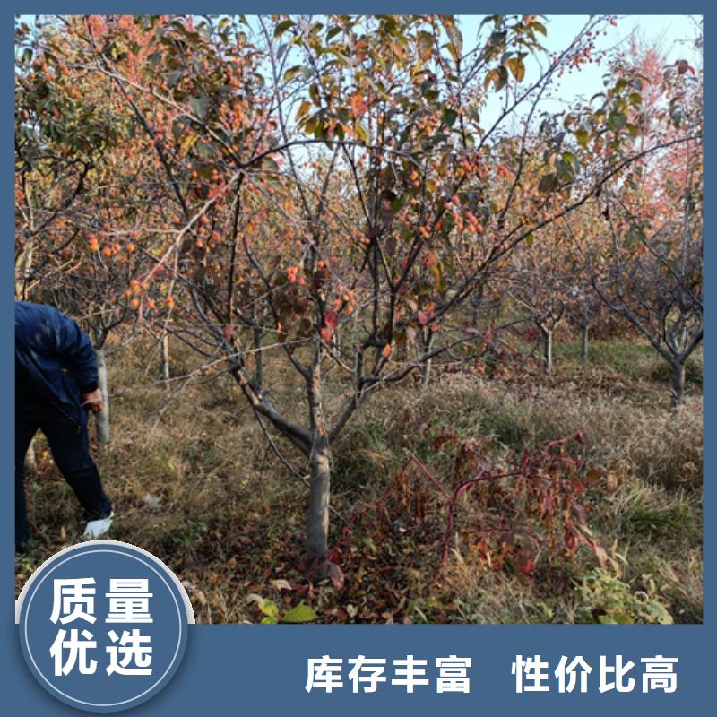 法桐小苗种植基地苗木基地