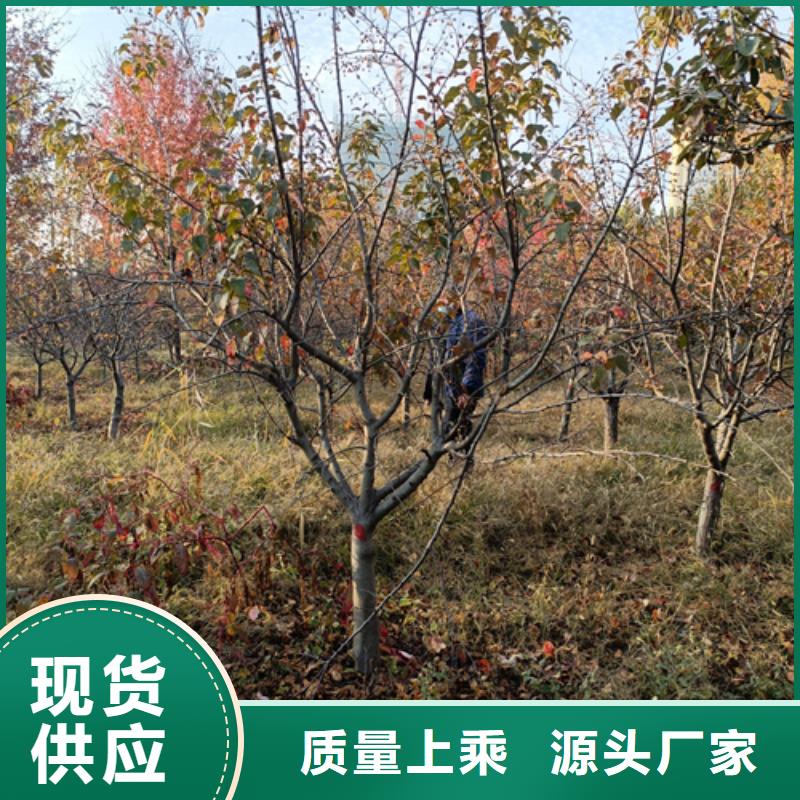 法桐价格种植基地绿化苗木