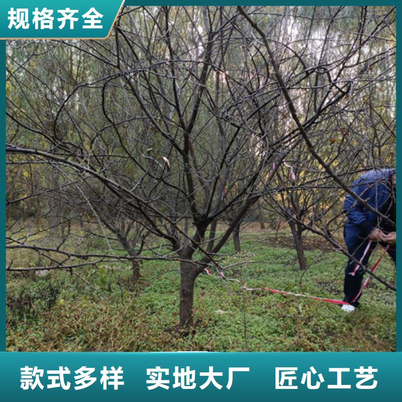法桐_白蜡经销商