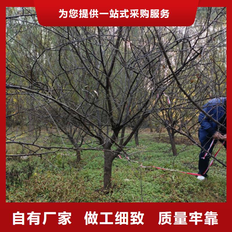 法桐秋紫白蜡您身边的厂家