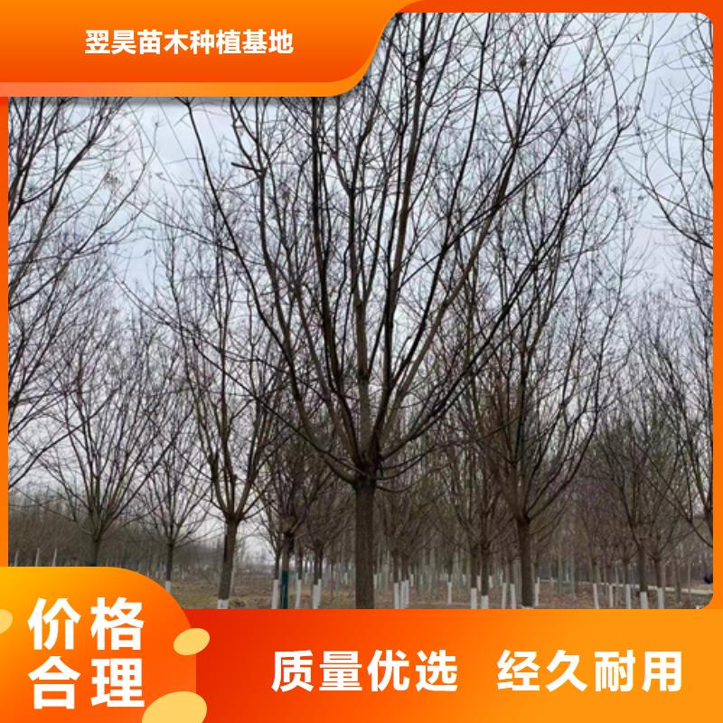 经验丰富的法桐行情基地