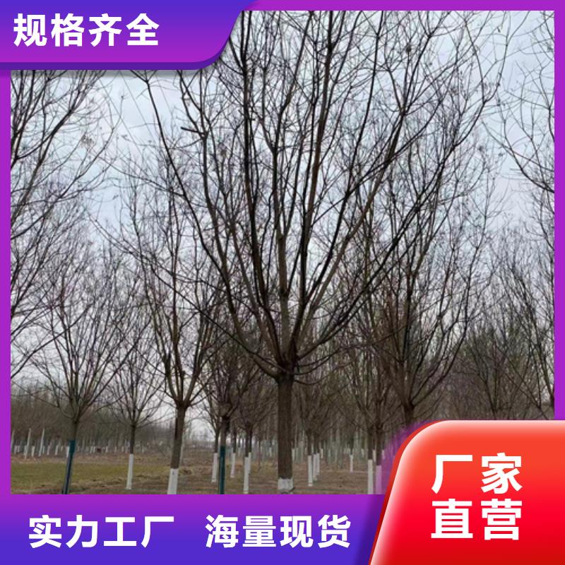 速生法桐直供全国品牌:本地厂家