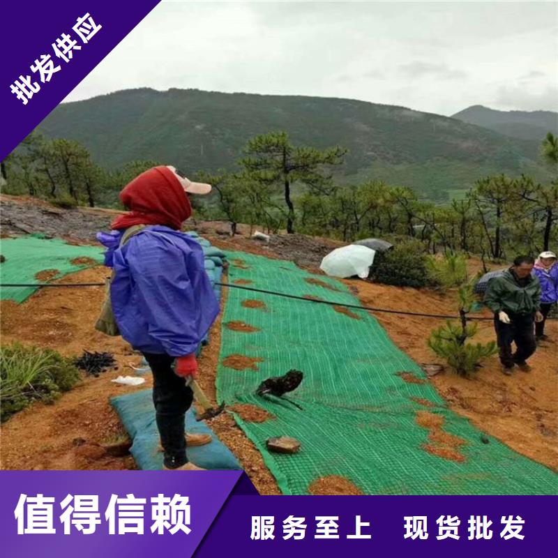 植生椰丝毯加筋抗冲生态毯边坡防护-加固