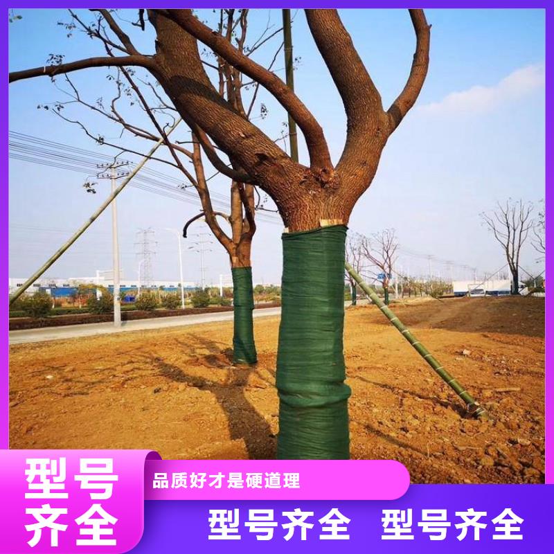 【裹树布双向塑料土工格栅丰富的行业经验】