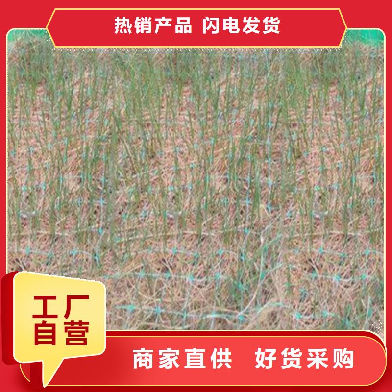 椰丝毯_防渗膜优选货源
