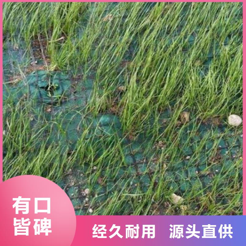 护坡植被植草毯-植物纤维毯