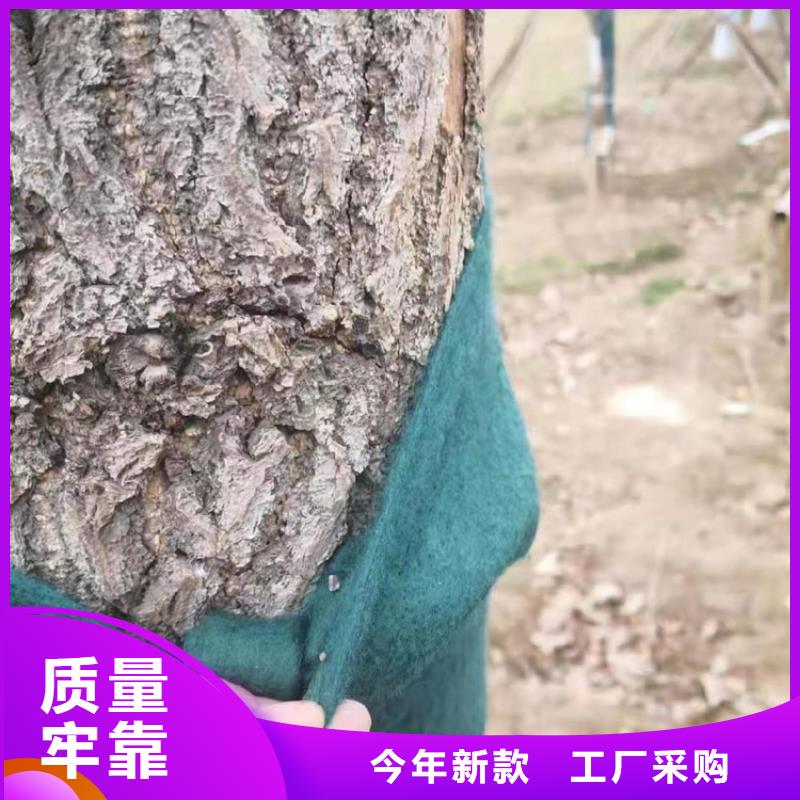 裹树布止水带出货及时