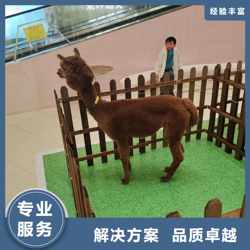 马戏团表演一手资源