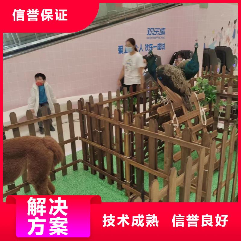 环球飞车表演租赁创意方案