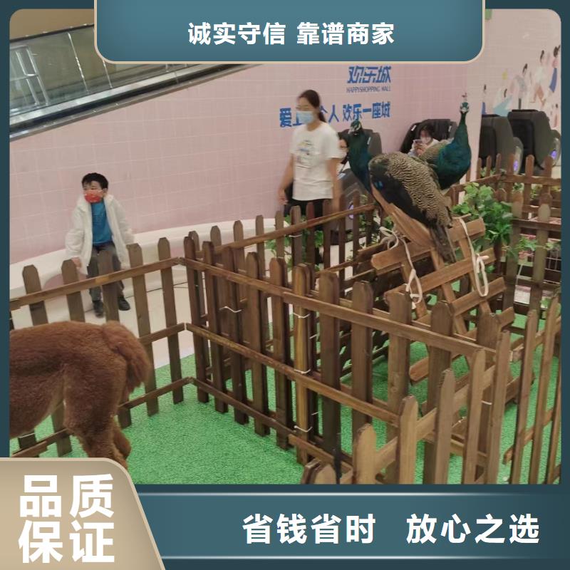 哪有出租羊驼的