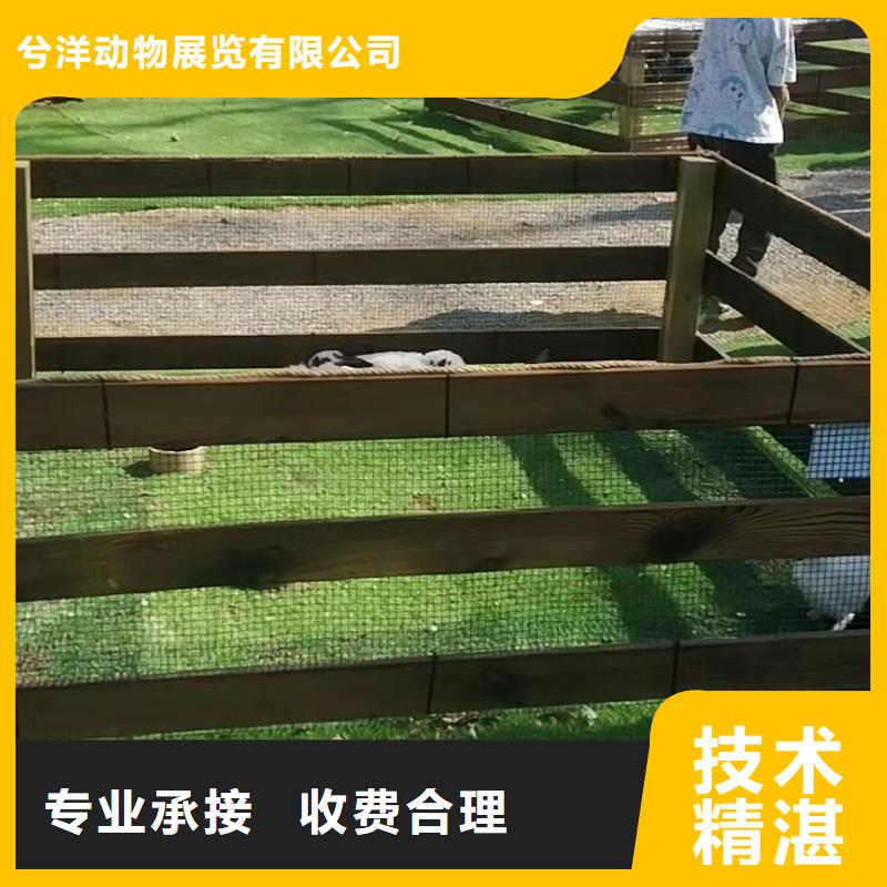 马戏团羊驼表演出租正规靠谱