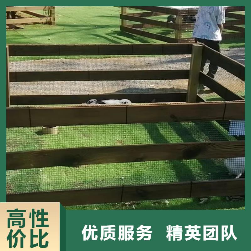 动物表演租赁