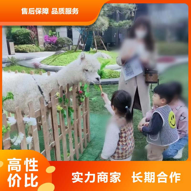 马戏团表演一手资源