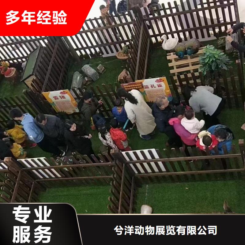 马戏团表演出租节日活动