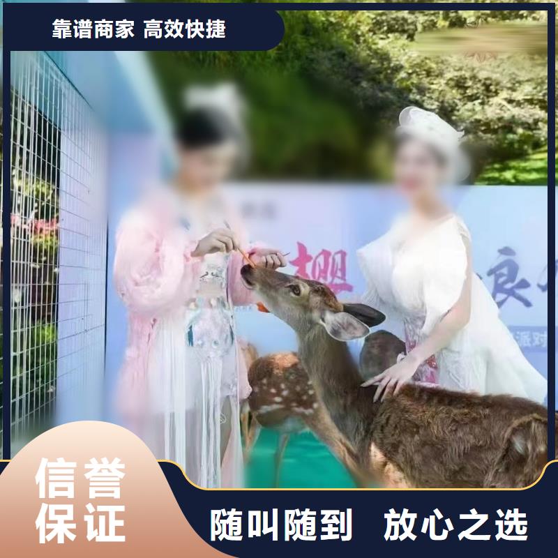租赁羊驼创意方案