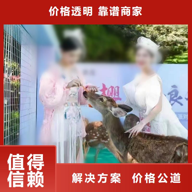 出租表演马戏团活动方案