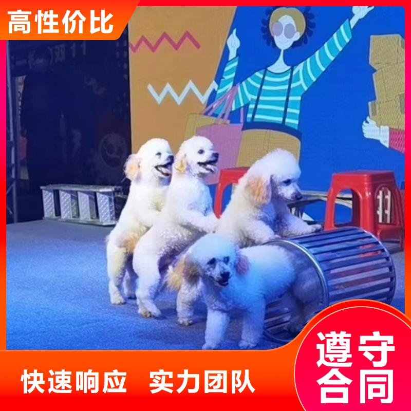 马戏团表演出租节日活动