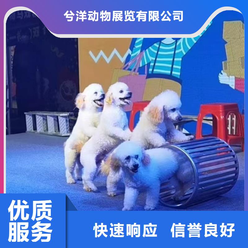 萌宠动物出租点击