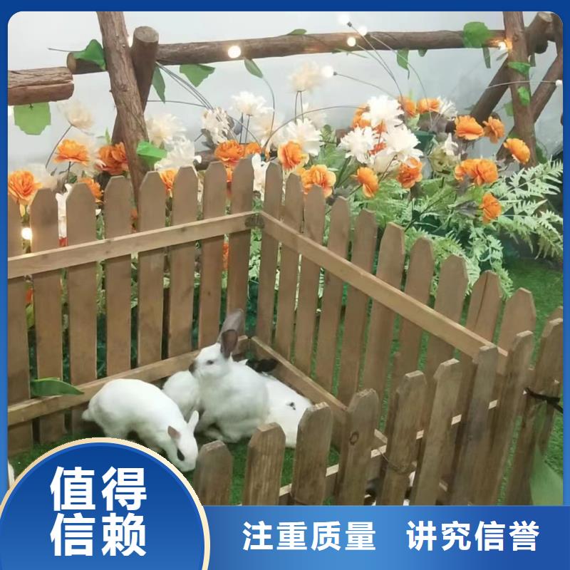 马戏团/羊驼,【出租海狮表演】一对一服务