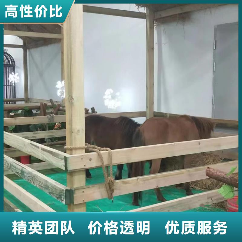 环球飞车表演租赁庆典活动