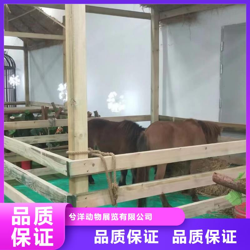 动物展出租正规厂家