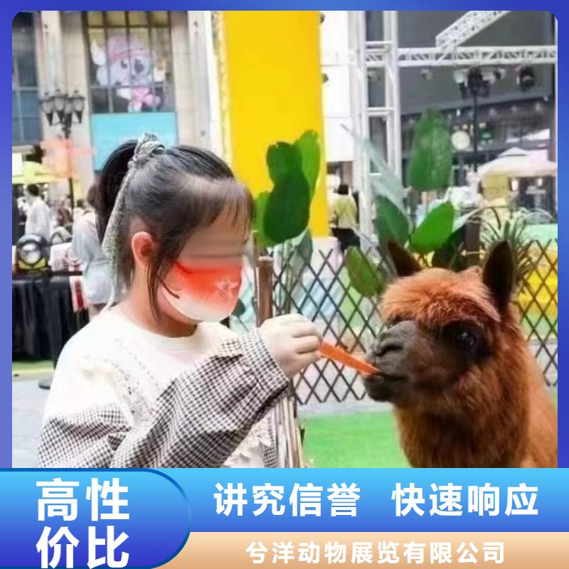 小马戏表演租赁图片
