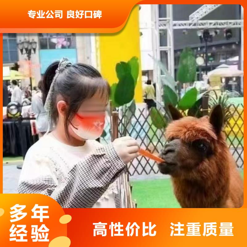 马戏团/羊驼,【【出租海狮表演】】技术可靠