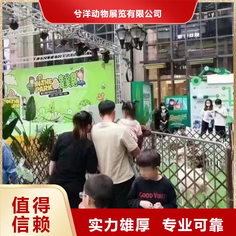 小马戏表演出租活动案例