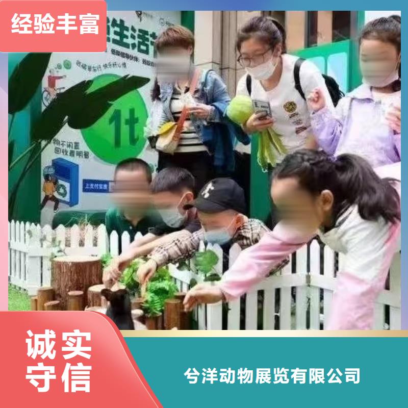 羊驼租赁活跃气氛