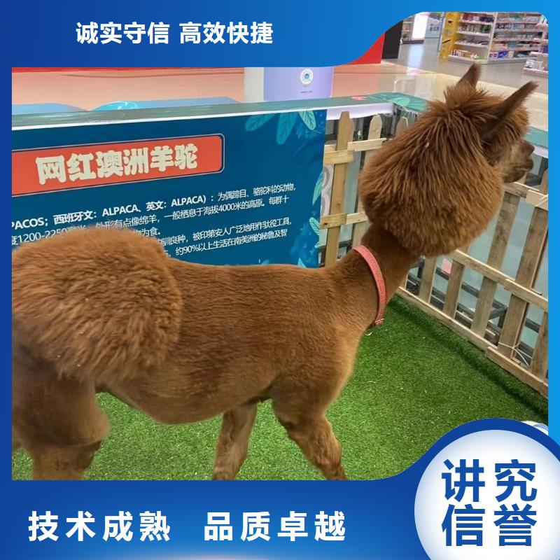 羊驼出租点击查看