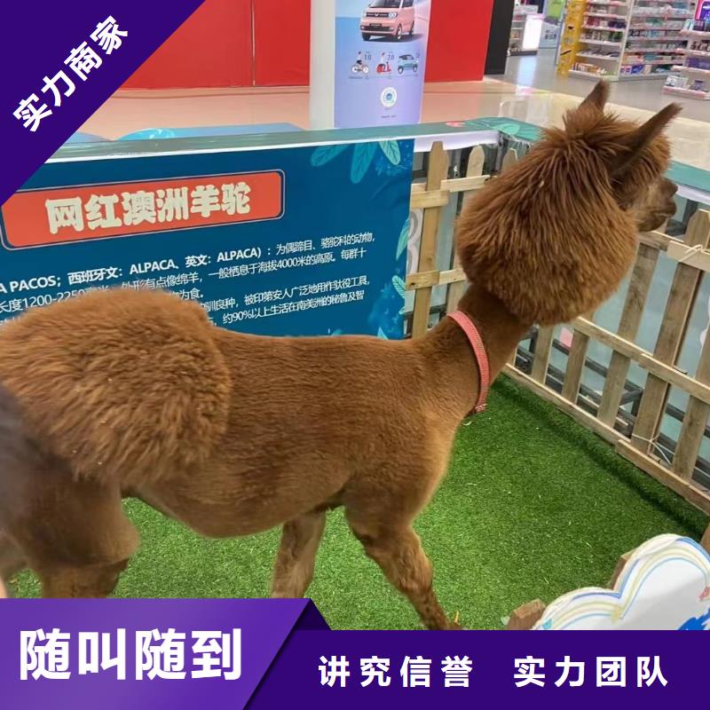 羊驼出租节日活动