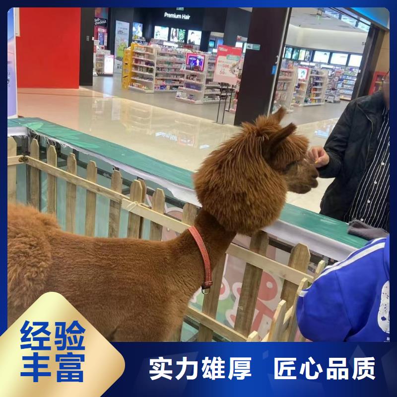 马戏团表演租赁优选品牌