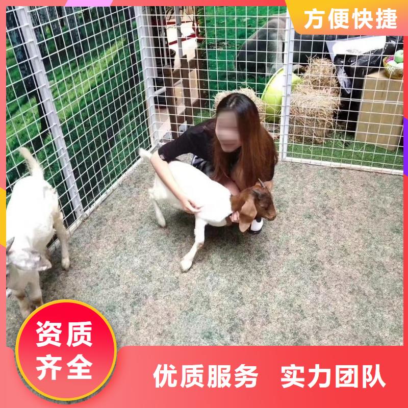 哪有出租马戏团表演的值得信赖的厂家