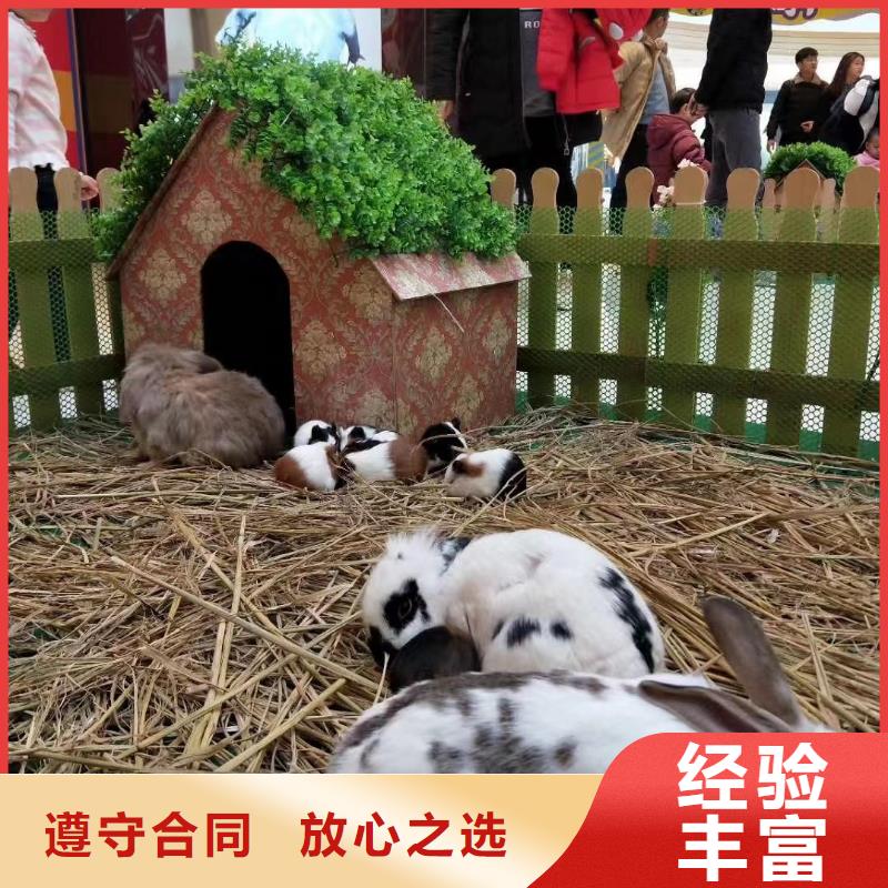 羊驼租赁