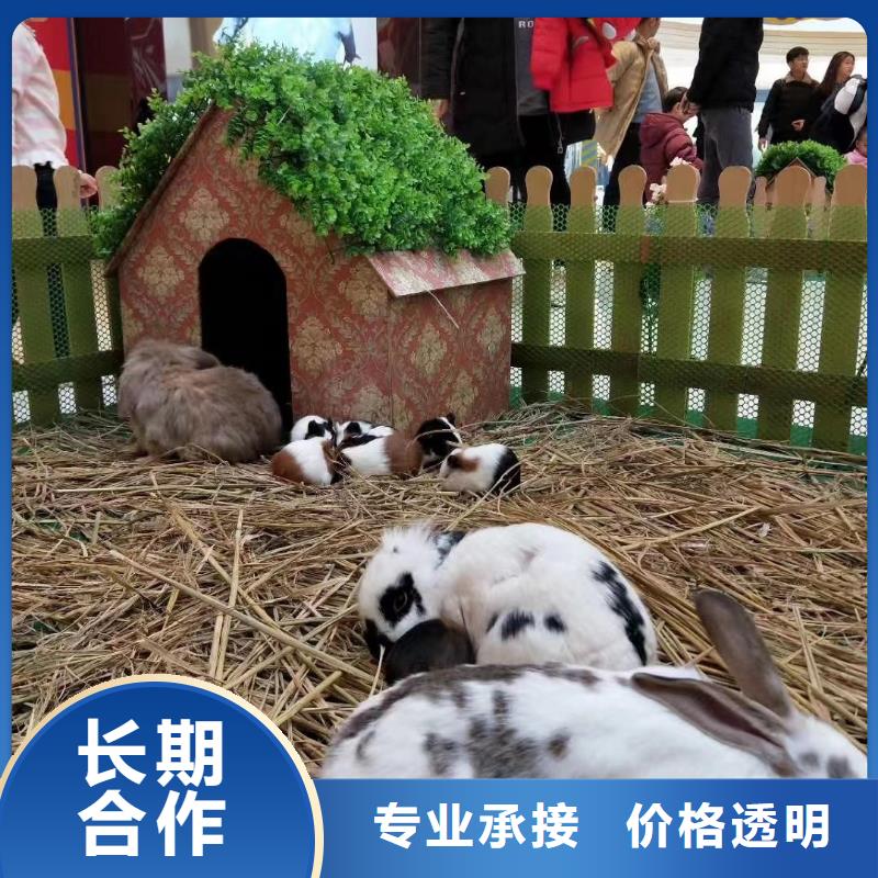 马戏团演出租赁
