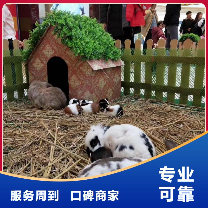 哪有出租萌宠展的点击图片