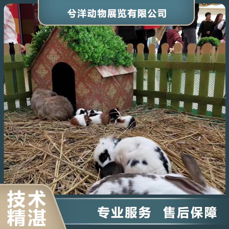 哪里有租赁羊驼的周边