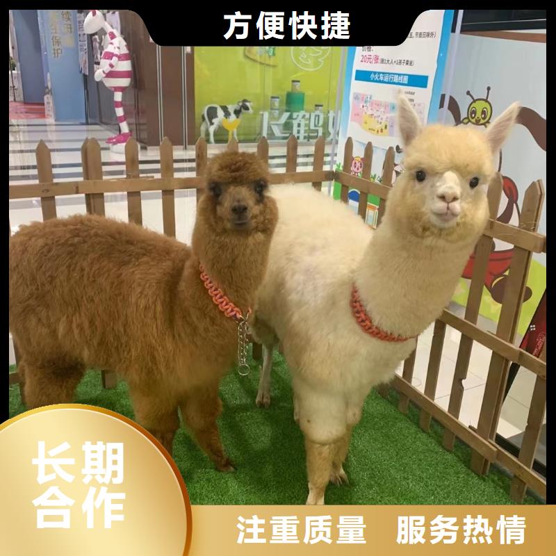 马戏团表演出租实力强