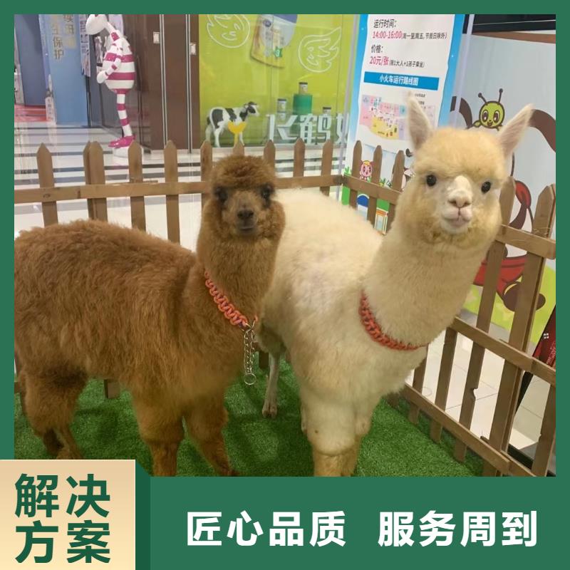 动物出租
